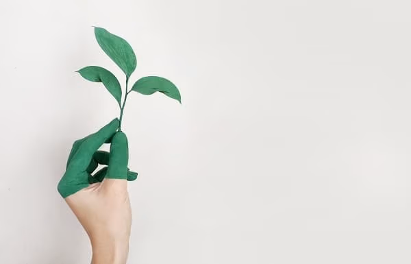 A hand holding a green plant