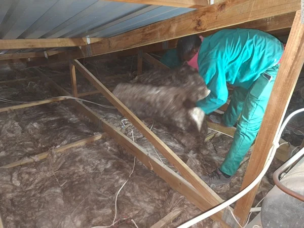 Knauf ceiling insulation being fitted between timber roof members