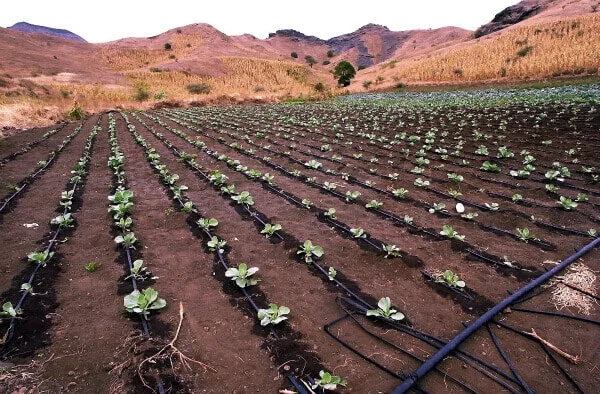 growing vegetables during a drought